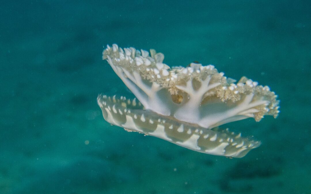 I kinda like jellyfish … from a distance